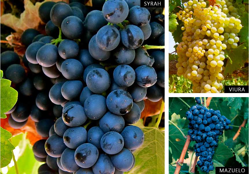 Variedades de uva Mazuelo, Viura y Syrah